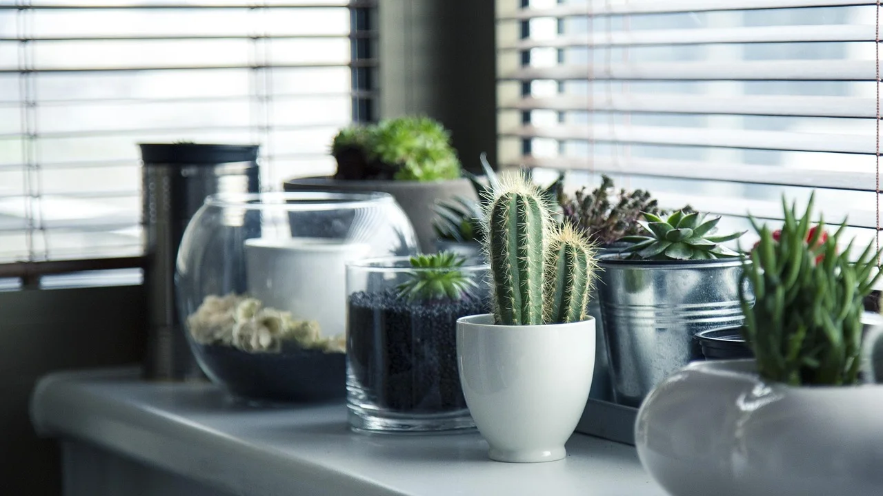 Planta ornamental em vaso de cerâmica perto de uma janela.