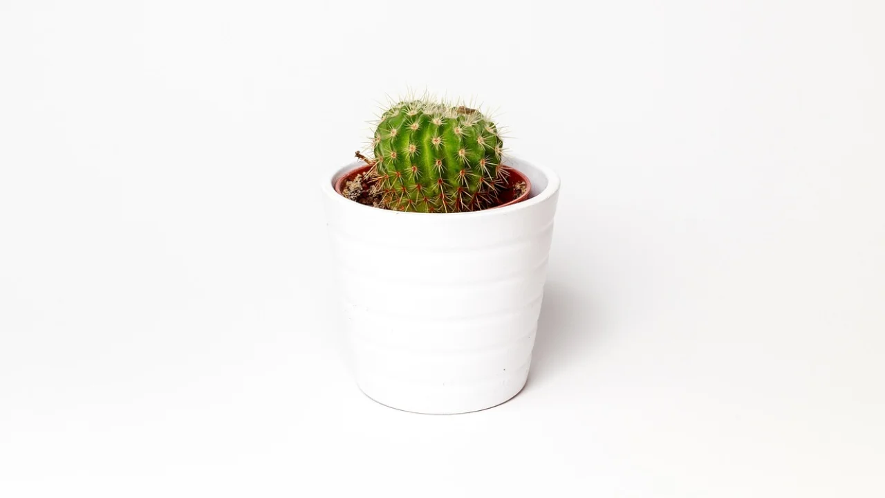 Horta doméstica cultivada em recipientes com boa drenagem.