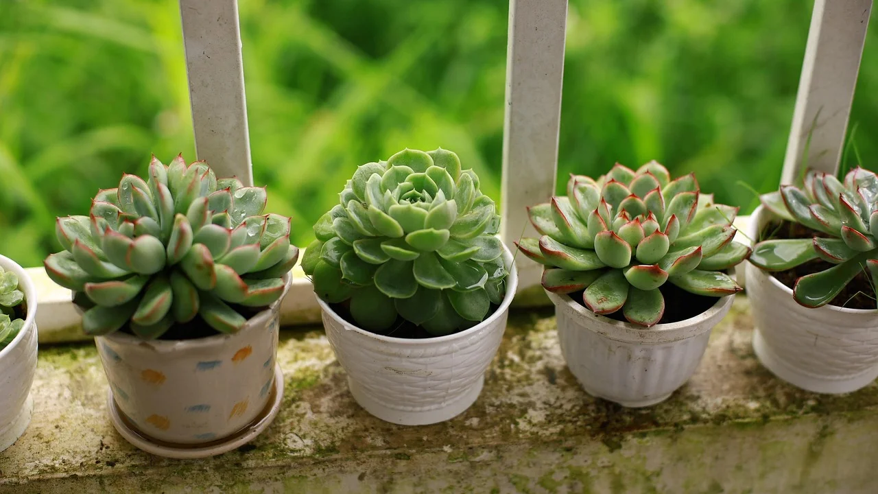 Jardineiras com ervas aromáticas próximas à luz natural