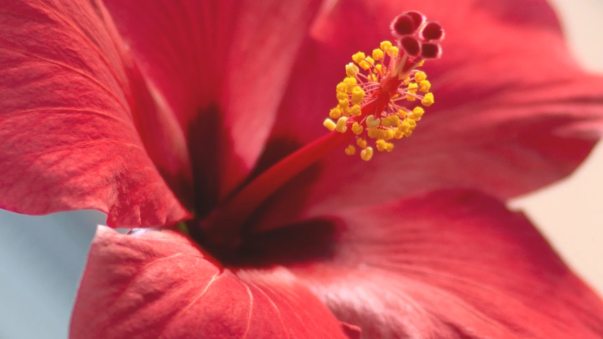 Como Fazer Chá de Hibisco: Receita Fácil e Benefícios