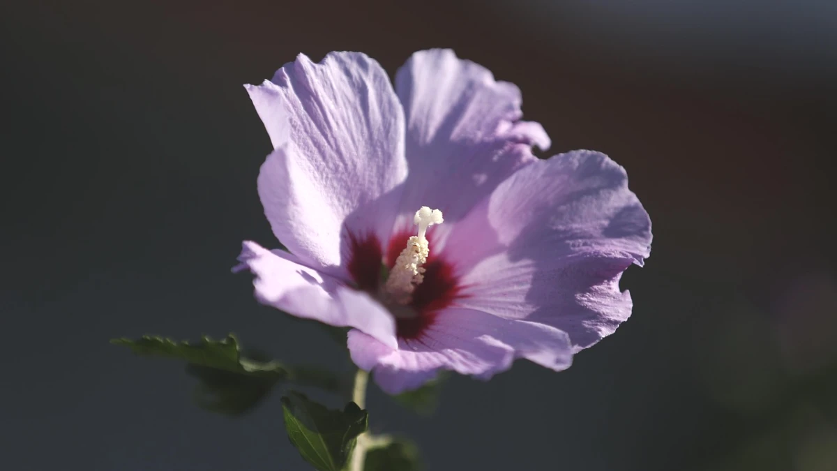 como-fazer-cha-de-hibisco - Image 3